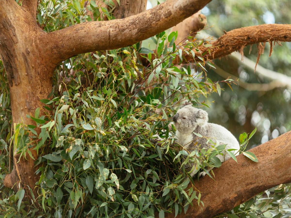מלון סידני Wildlife Retreat At Taronga מראה חיצוני תמונה