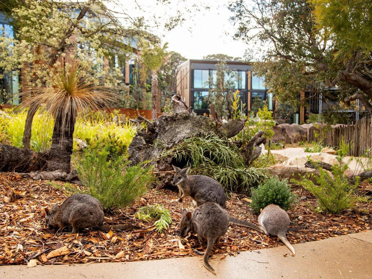 מלון סידני Wildlife Retreat At Taronga מראה חיצוני תמונה