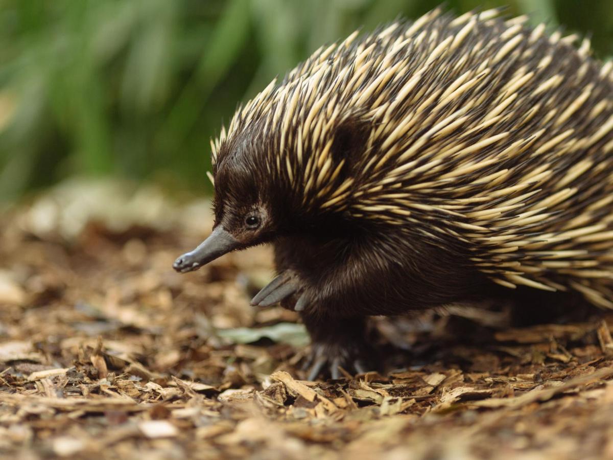מלון סידני Wildlife Retreat At Taronga מראה חיצוני תמונה