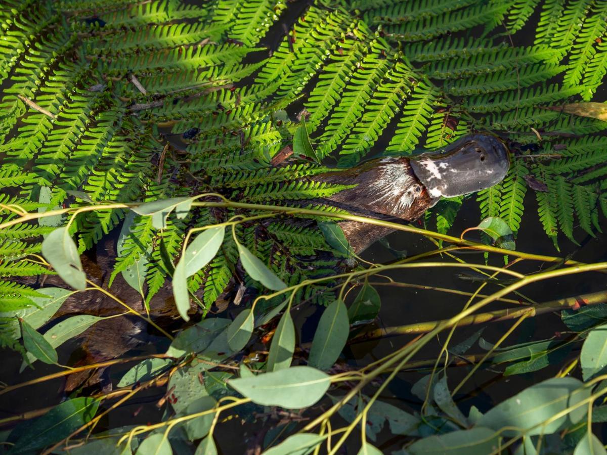 מלון סידני Wildlife Retreat At Taronga מראה חיצוני תמונה