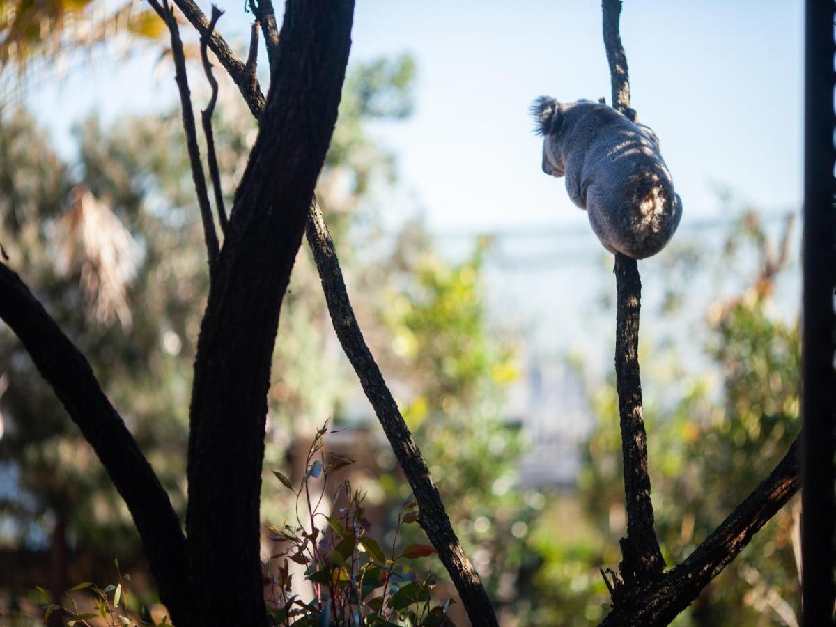 מלון סידני Wildlife Retreat At Taronga מראה חיצוני תמונה